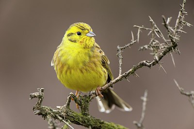 BUITEN BEELD Foto: 271615