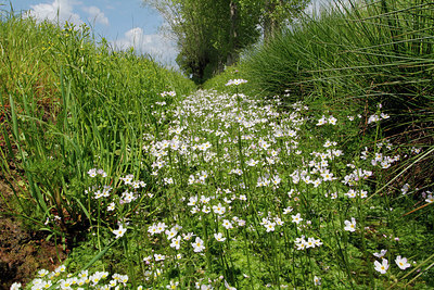 BUITEN BEELD Foto: 271622
