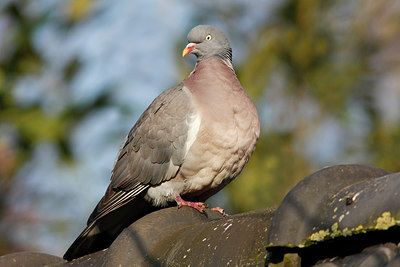 BUITEN BEELD Foto: 271630