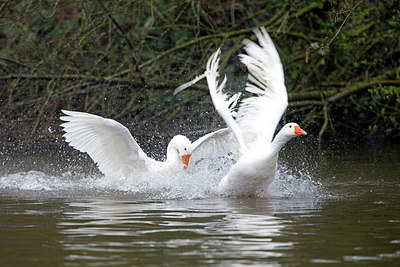 BUITEN BEELD Foto: 271643