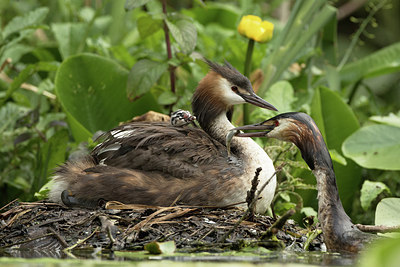 BUITEN BEELD Foto: 271675