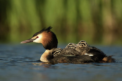 BUITEN BEELD Foto: 271676
