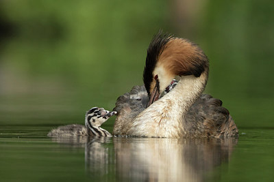 BUITEN BEELD Foto: 271677