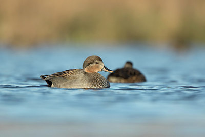 BUITEN BEELD Foto: 271681