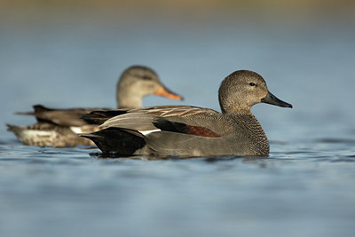 BUITEN BEELD Foto: 271683