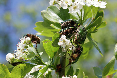 BUITEN BEELD Foto: 271722