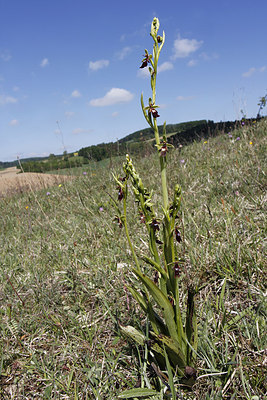 BUITEN BEELD Foto: 271738