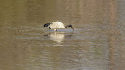 BUITEN BEELD Foto: 271785