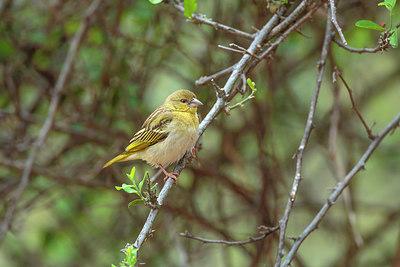 BUITEN BEELD Foto: 271791