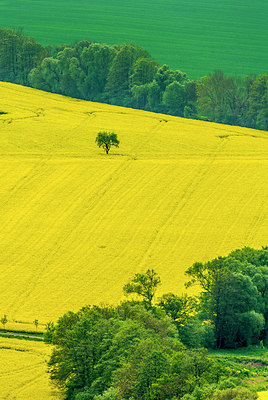 BUITEN BEELD Foto: 271848