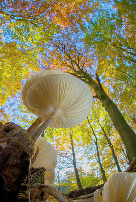 BUITEN BEELD Foto: 271926