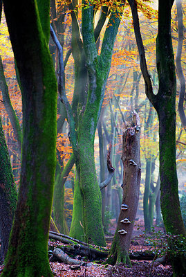 BUITEN BEELD Foto: 272010