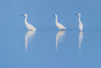 BUITEN BEELD Foto: 272077