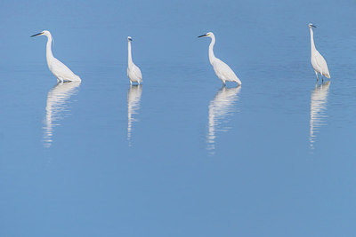 BUITEN BEELD Foto: 272078