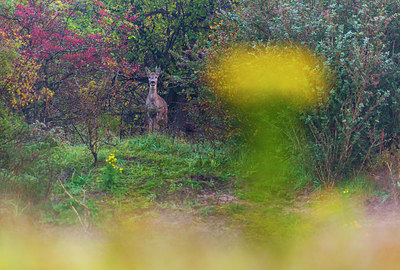 BUITEN BEELD Foto: 272083