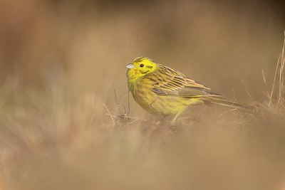 BUITEN BEELD Foto: 272095