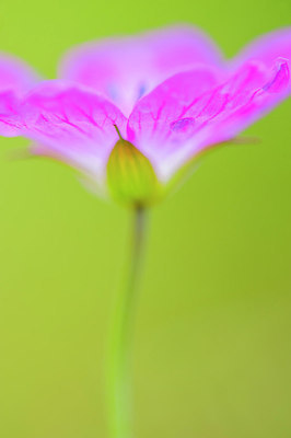 BUITEN BEELD Foto: 272411