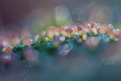 BUITEN BEELD Foto: 272429