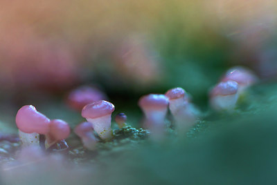 BUITEN BEELD Foto: 272434