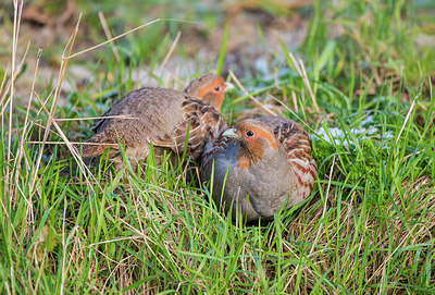 BUITEN BEELD Foto: 272601