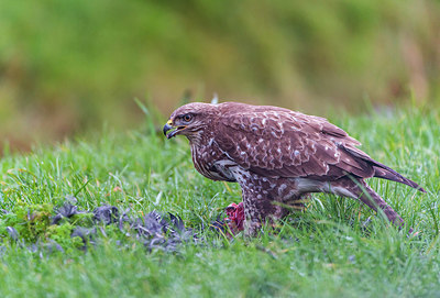 BUITEN BEELD Foto: 272602