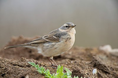 BUITEN BEELD Foto: 272677