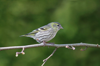 BUITEN BEELD Foto: 272730