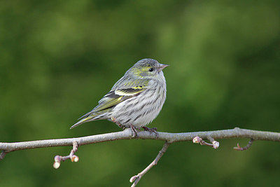 BUITEN BEELD Foto: 272731