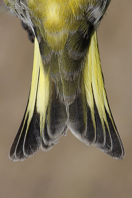 BUITEN BEELD Foto: 272767