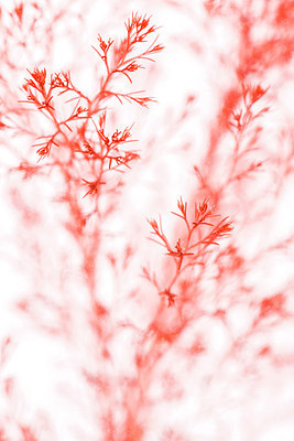 BUITEN BEELD Foto: 272804