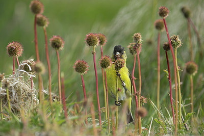 BUITEN BEELD Foto: 272902
