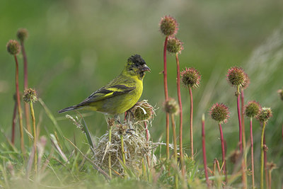 BUITEN BEELD Foto: 272903