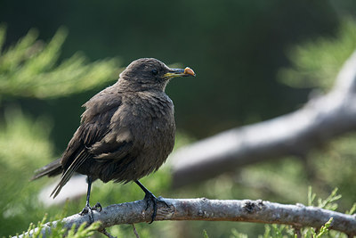 BUITEN BEELD Foto: 272905