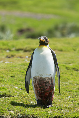 BUITEN BEELD Foto: 272940