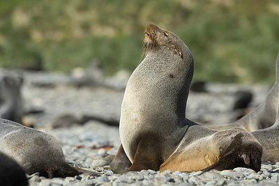 BUITEN BEELD Foto: 272982