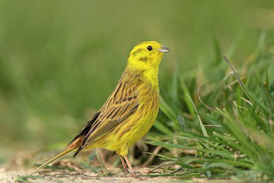 BUITEN BEELD Foto: 273051
