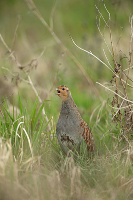 BUITEN BEELD Foto: 273057