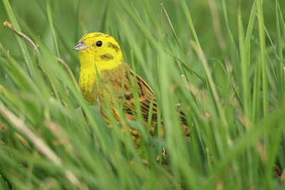 BUITEN BEELD Foto: 273059