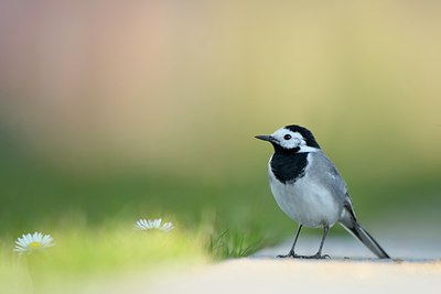 BUITEN BEELD Foto: 273061