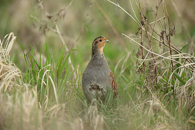 BUITEN BEELD Foto: 273062
