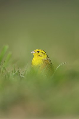 BUITEN BEELD Foto: 273063