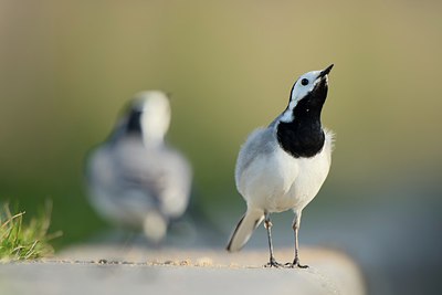 BUITEN BEELD Foto: 273072