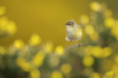 BUITEN BEELD Foto: 273158