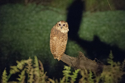 BUITEN BEELD Foto: 273169