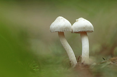 BUITEN BEELD Foto: 273206