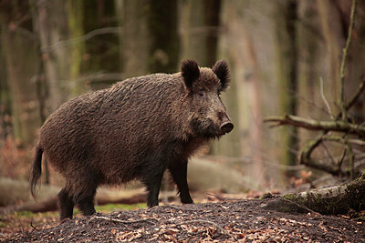 BUITEN BEELD Foto: 273241