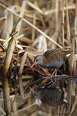 BUITEN BEELD Foto: 273304