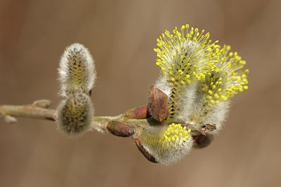 BUITEN BEELD Foto: 273368