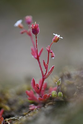 BUITEN BEELD Foto: 273375
