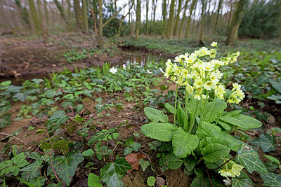BUITEN BEELD Foto: 273378